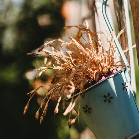 家裡植物枯萎|植物為什麼死掉？7種原因不能不知，澆水過量不是好。